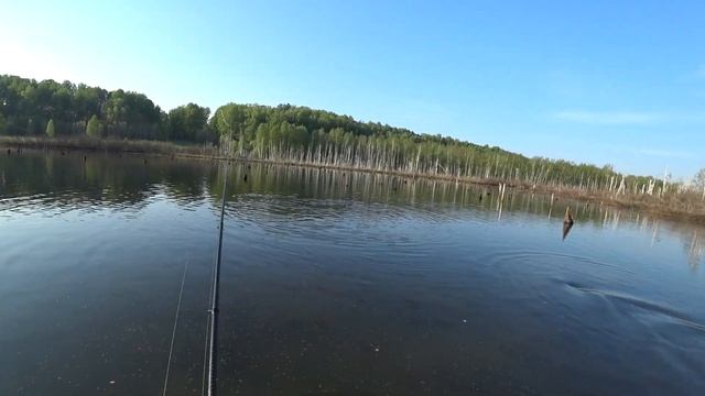 Попал в НЕРЕСТ Белого Амура и Карася смотреть онлайн