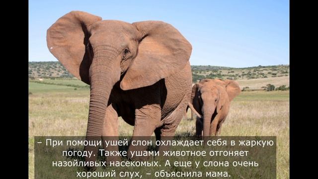 18 февраля / Зачем слонам большие уши? смотреть онлайн