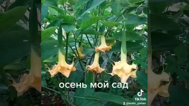 алексей щербина (бругмансии)ЗОЛОТАЯ ОСЕНЬ.Мой сад бругмансии.07.10.2021г. смотреть онлайн