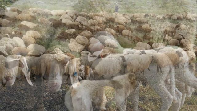 Селекционно племенная работа в овцеводстве | Овцы | Овцеводство | Разведение и селекция овец