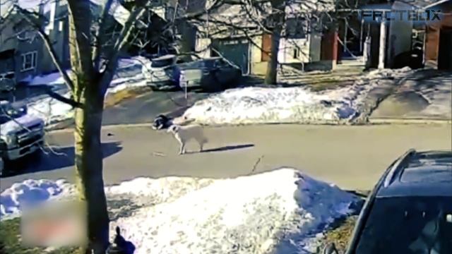 ЭТО Нужно Видеть! Топ 20 Моментов, Когда Животные Герои Спасают Людей смотреть онлайн