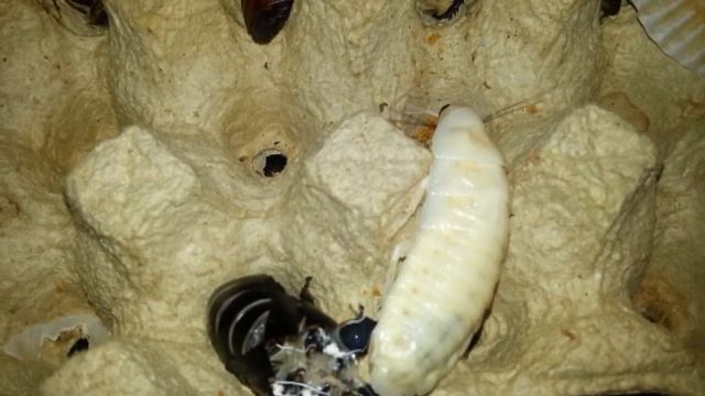 Мадагаскарские тараканы. Линька. Оотека. Gromphadorhina portentosa. Molt. Ootheca. (27.01.2016) смотреть онлайн