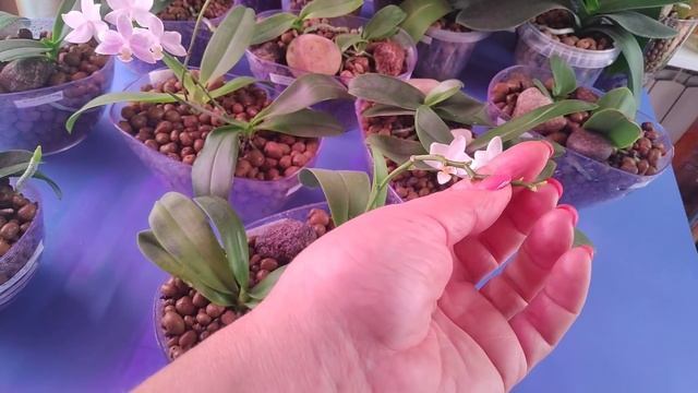 29.08.21.ОРХИДЕИ цветут в групповой посадке.. смотреть онлайн