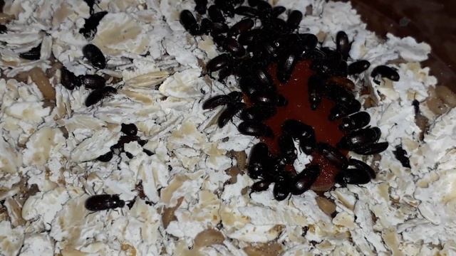 Жуки знахари - кормовая культура | новичку смотреть онлайн