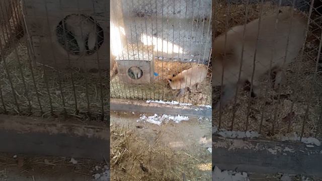 449. Дикая лиса Маркиза и котик Амур, лиса пытается разозлить кота, чтобы тот начал с ней играть! смотреть онлайн