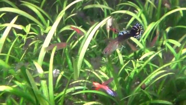 Борьба с водорослями смотреть онлайн