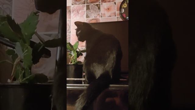 Марсик на пианино😼🎹♥️🇪🇦 испанская боевая песня Бандьера росса BANDIERA ROSSA смотреть онлайн