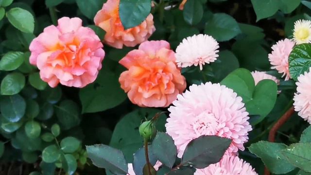 Розы, обильноцветущие  в сентябре третьей волной. #сорта_роз#розы_осенью