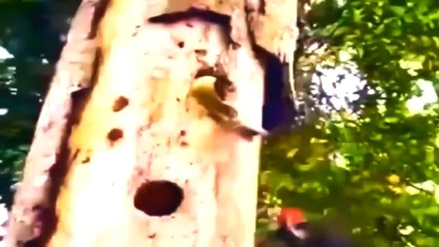 Подборка лучших приколов Ноябрь 2015 Funny Videos cool selection животные лодки люди смотреть онлайн