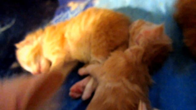 Kitten sucks foot.Котенок сосет лапку. смотреть онлайн
