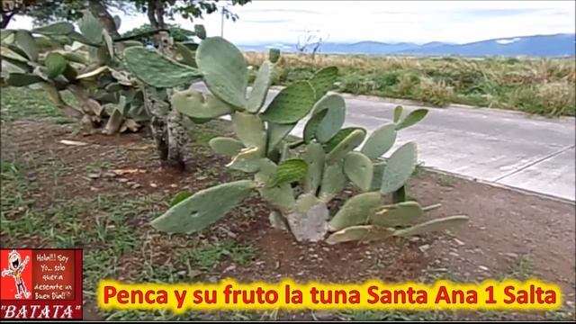 Penca de Tuna - Opuntia ficus-indica смотреть онлайн