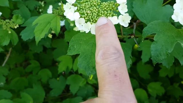Gew. Schneeball - Blütebeginn - 30.04.15 (Viburnum opulus) - heimische Bäume bestimmen смотреть онлайн