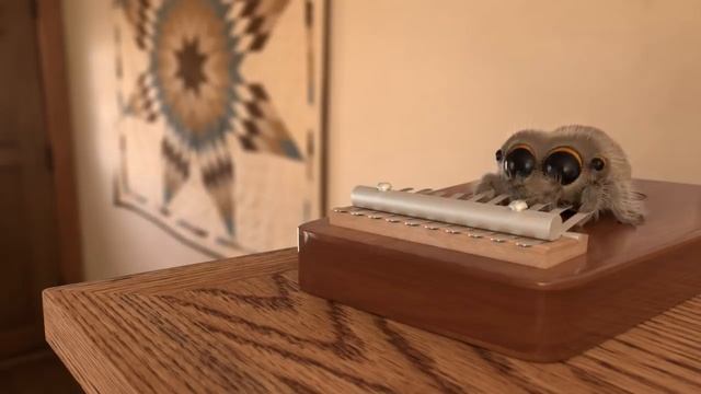 Lucas The Spider - Musical Spider - Short