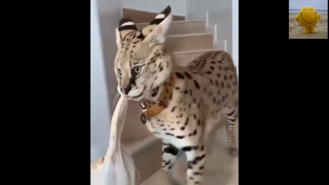 ЭТИ ЗАБАВНЫЕ ЖИВОТНЫЕ (начало дня) смотреть онлайн