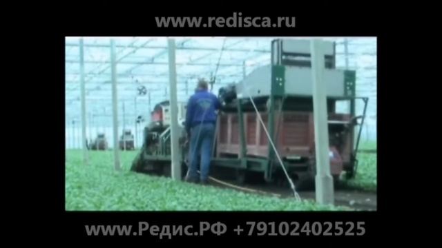 ПРОМЫШЛЕННОЕ ВЫРАЩИВАНИЕ РЕДИСА, ОБОРУДОВАНИЯ ДЛЯ РЕДИСА смотреть онлайн