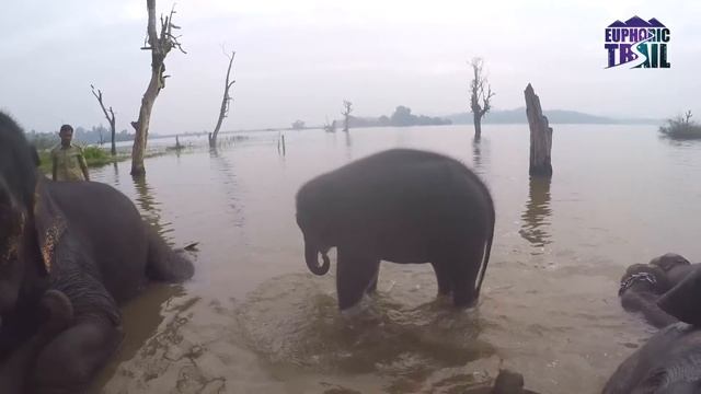 Купание слонов | Книга джунглей | Экскурсии из Гоа | Карнатака | Индия смотреть онлайн