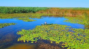 ВОТ ЭТО РЫБАЛКА НА КАРАСЯ. РЫБЫ МНОГО В КАМЫШАХ. Рыбалка на поплавок. Поклёвки крупным планом.