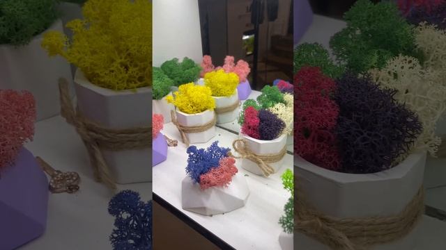 Композиции из стабилизированного мха своими руками @irinabozhyk9312 смотреть онлайн