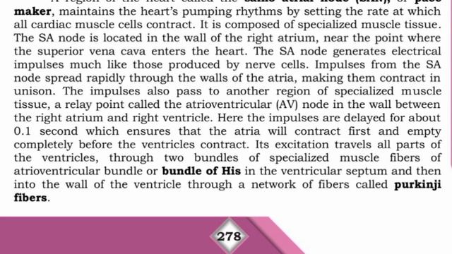 s.a and a.v node || sinoatrial Node || atrioventricular Node || pacemaker || class 11 biology Sindh смотреть онлайн