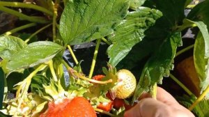 Земляника садовая Азия