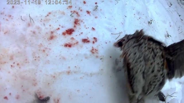 С МР512 в лесу за рябчиком.