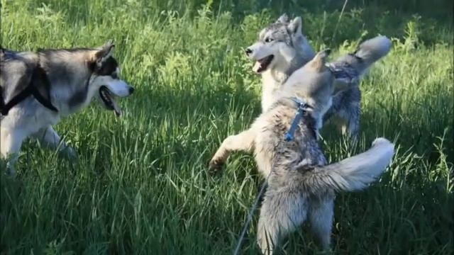 Донецкая хаско-банда смотреть онлайн