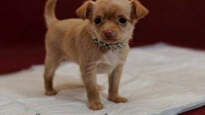 Как приучить чихуахуа к туалету: пеленке или лотку