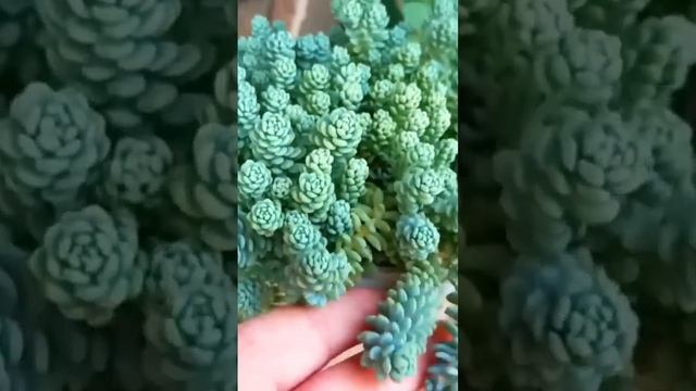 ? SEDUM DASYPHYLLUM MAJOR смотреть онлайн