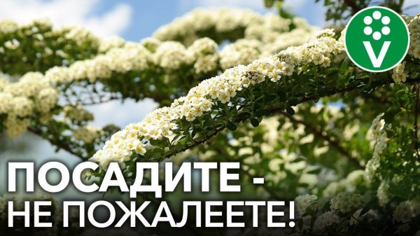 ПОСАДИТЕ ЭТИ НЕПРИХОТЛИВЫЕ ЦВЕТУЩИЕ КУСТАРНИКИ, НЕ ПОЖАЛЕЕТЕ!