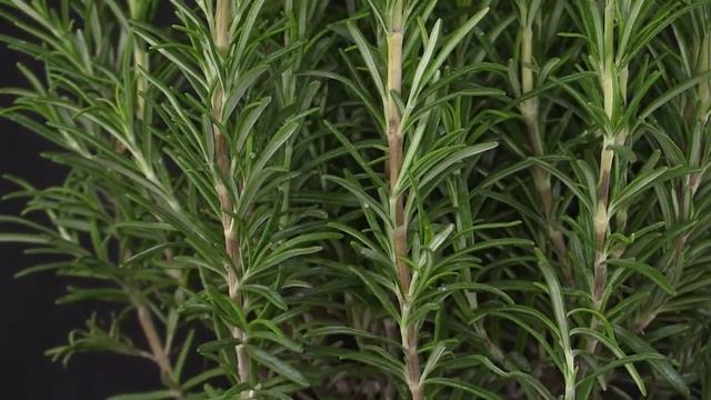 Rosmarinus Officinalis - Rosmarin, Rosemary