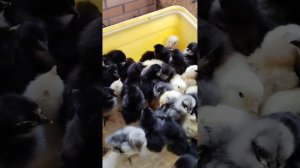 Обзор цыплят Джерсийский гигант и другие породы.