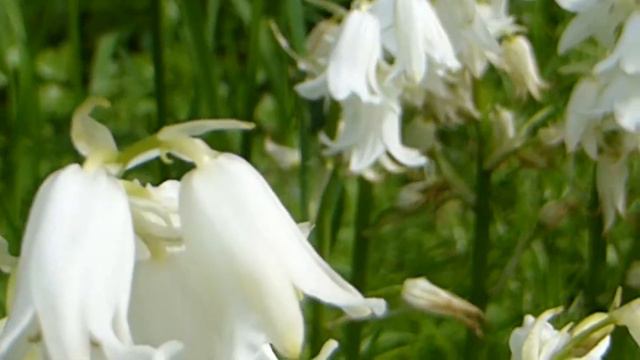 White Bluebells - Hyacinthoides non-scripta - Ensk bláklukka - Lotklukkulilja - Sumarlaukar смотреть онлайн