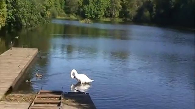Александр Городницкий „Чистые пруды". смотреть онлайн