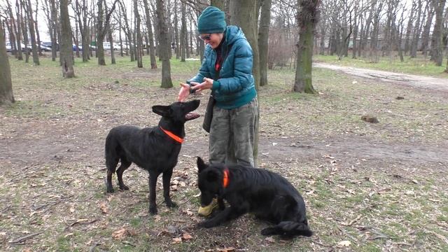 ЛОККИ и его сын СЭЙМУР. Немецкие Овчарки черного и черно-подпалого окрасов. смотреть онлайн