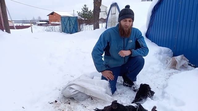 Отбраковка петухов Ухейилюй смотреть онлайн