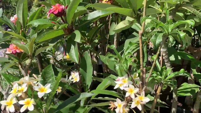 Plumeria Plant смотреть онлайн