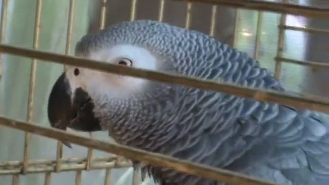 Попугай учится говорить КУ-КУ смотреть онлайн
