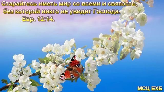 "Старайтесь иметь мир со всеми". Н. С. Антонюк. МСЦ ЕХБ. смотреть онлайн