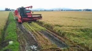 Японский зерновой комбайн KUBOTA SRH1400 #продажаспецтехники #бигкарс #японскаяспецтехника