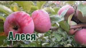 ТОП 5. Лежких красных сортов яблок?