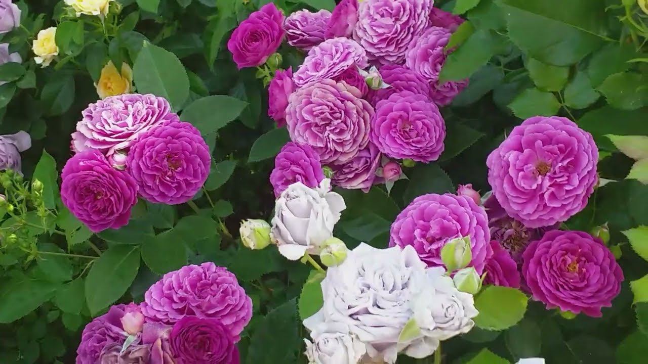 Розы укрыты. Пора вспомнить лето! Сюжет-релакс... смотреть онлайн