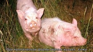 Болезни свиней