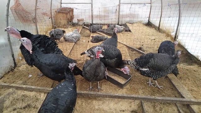 Продаю индюков самцов!!! // Секреты хороших урожаев смотреть онлайн
