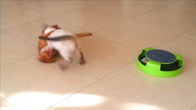 Любимая игрушка тайского котёнка - это абиссинская кошечка смотреть онлайн