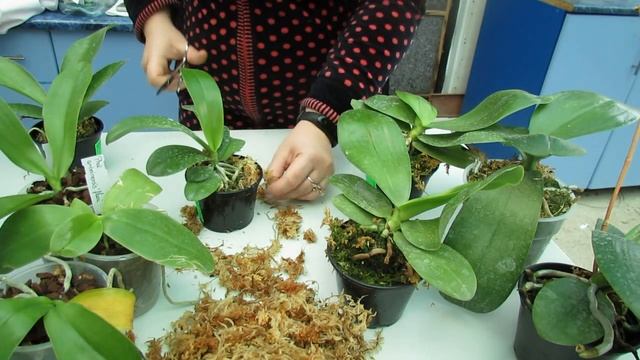 Phalaenopsis выращивание во мхе смотреть онлайн