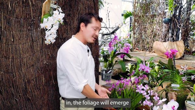 Eric, Bletilla Striata Chinese Ground Orchid