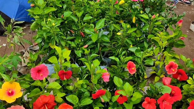 Morning View of Galiff Street Plant Market In kolkata !! Hibiscus Plant Rose Plant смотреть онлайн