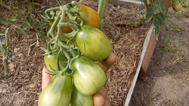 Что выросло из покупной пачки? История с томатом "Шоколадка" смотреть онлайн