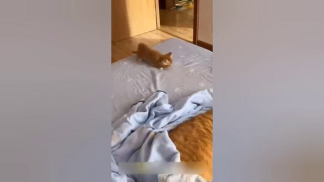 ПРИКОЛЫ С КОТАМИ приколы с животными с крутой озвучкой 🤣🤣🤣 смотреть онлайн