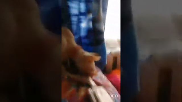 весна!.. 😂 эльф играет смотреть онлайн